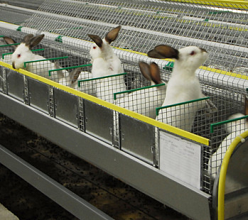 Бизнес-идея: ферма по разведению кроликов