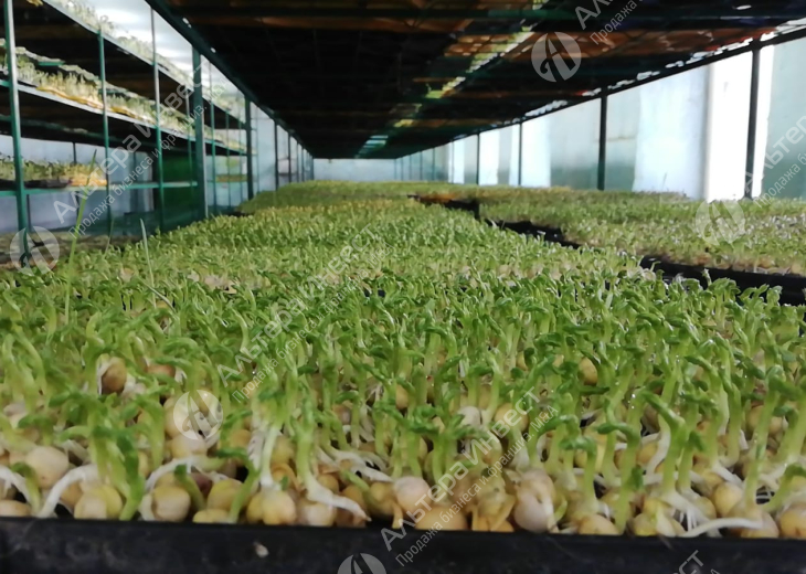 Производство и реализация микрозелени со сбытом в федеральные торговые сети Фото - 1