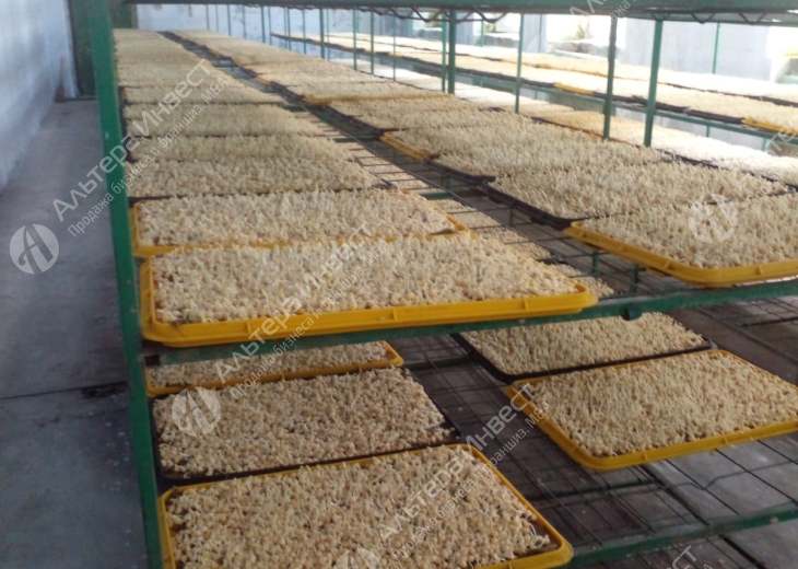 Производство и реализация микрозелени и вареных овощей в торговые сети Фото - 1