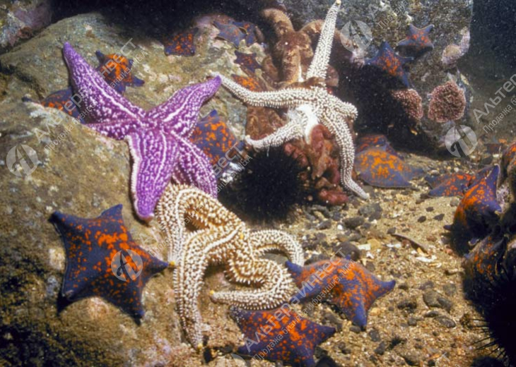 Выставка экзотических морских обитателей  Фото - 1