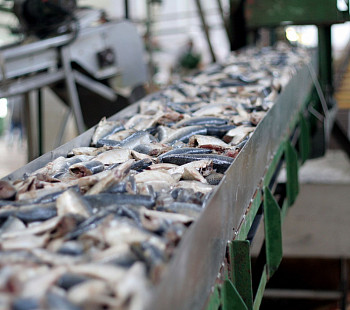 Производство по переработке рыбного сырья в готовую продукцию.