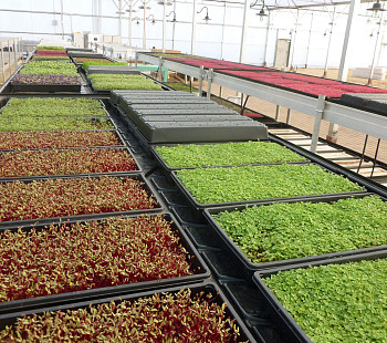 Производство микрозелени и продажа семян на севере Москвы