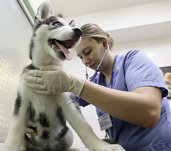 Крупнейшая сеть ветеринарных клиник в Иркутске