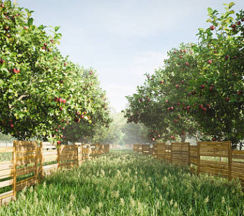 Бизнес в сфере сельского хозяйства - яблоневый сад в Калужской области