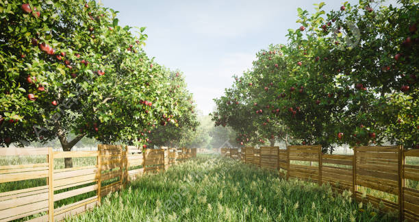 Бизнес в сфере сельского хозяйства - яблоневый сад в Калужской области Фото - 1