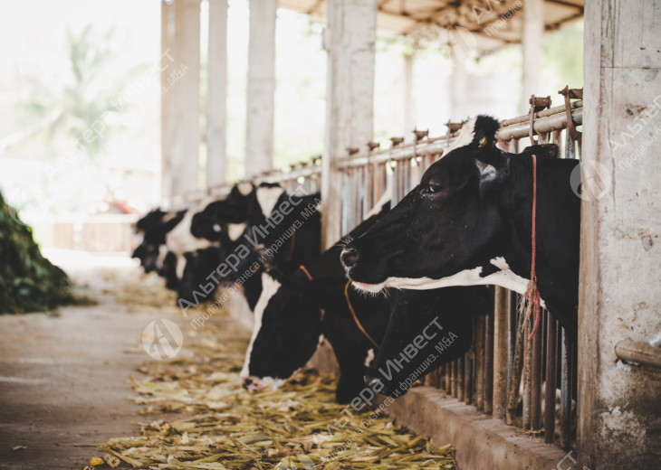 Готовая животноводческая ферма 5 км от г.Краснодара  Фото - 1