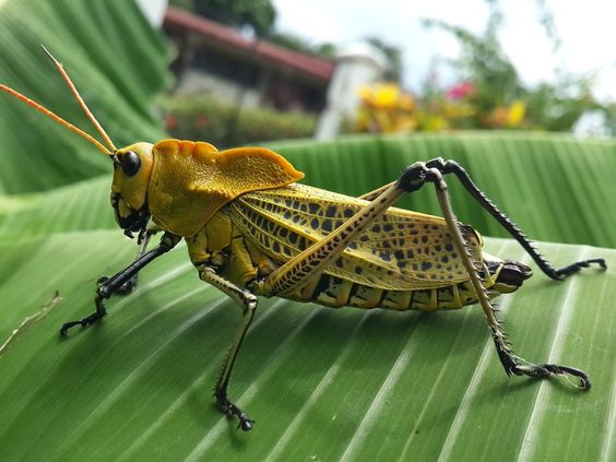 💡 Бизнес идея: 🦗 сверчковая ферма