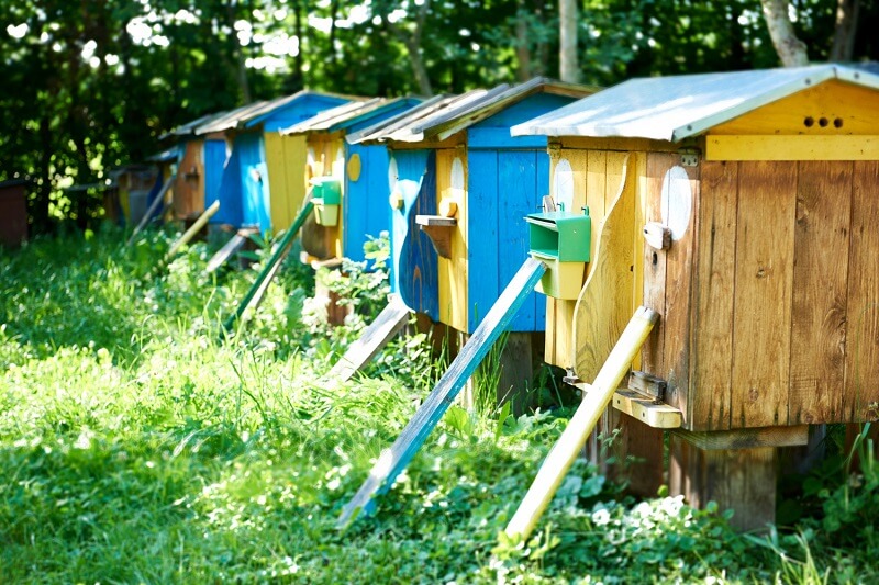Правила и нормы содержания пчел: как жить в мире с соседями