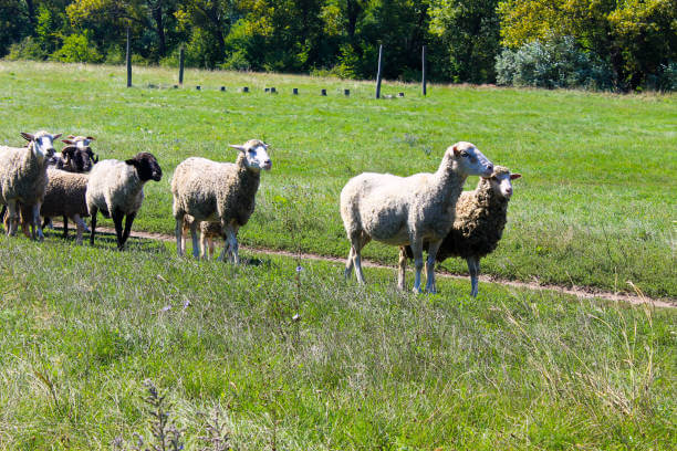 💡 Бизнес-идея: Овцеводство: прибыльный бизнес в селе для начинающего фермера