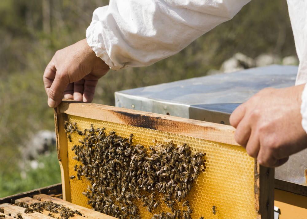 Бизнес идея: строим пчелиную пасеку и зарабатываем на эко-продуктах
