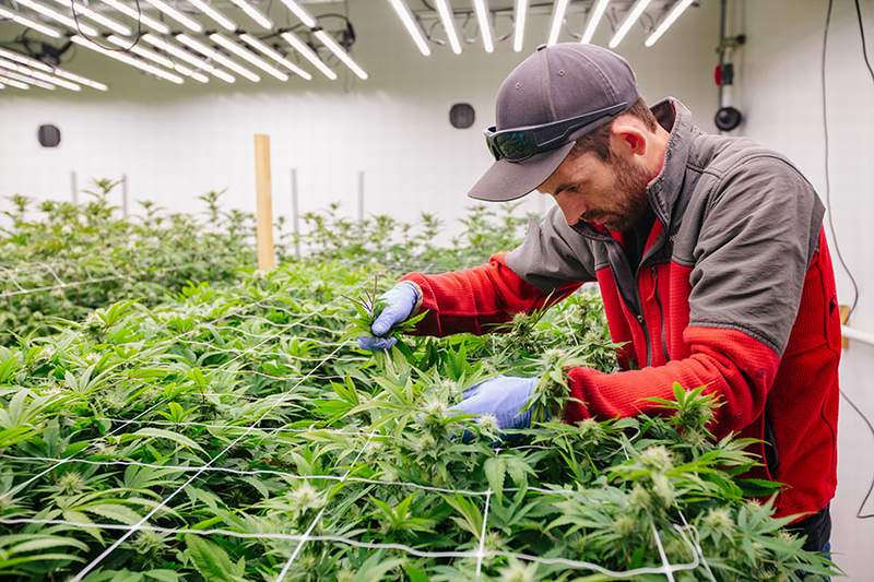 Промышленное выращивание конопли в россии вид марихуаны фото