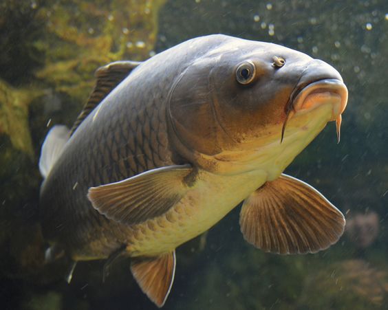 💡 Бизнес-идея: 🐟 разведение карпов в прудах