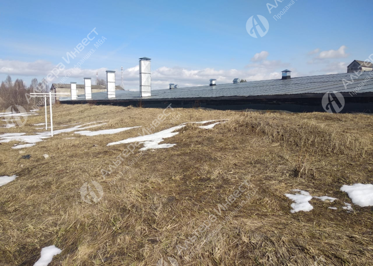 Производство грибов Вешенка в Рязанской области. Фото - 4