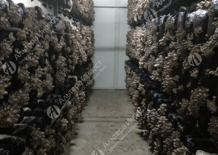 Производство грибов Вешенка в Рязанской области. Фото - 5
