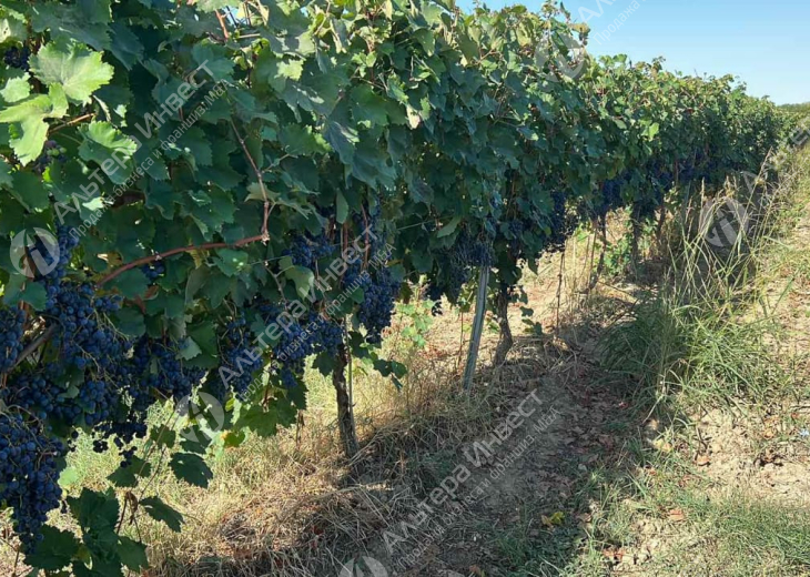 Виноградники в Грузии Фото - 4