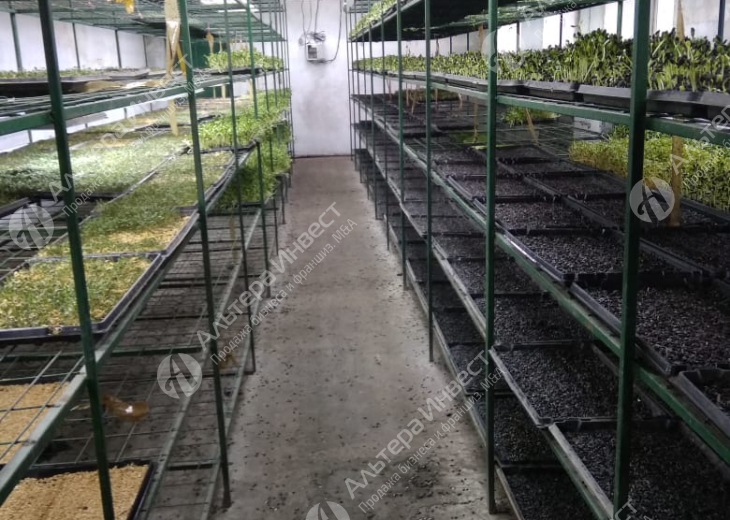 Производство и реализация микрозелени и вареных овощей в торговые сети Фото - 7