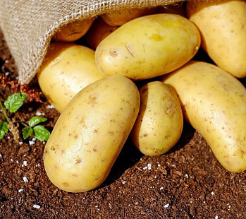Бизнес-идея 💡 Выращивание картофеля на продажу 
