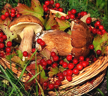 Бизнес по поставке дикоросов (ягоды и грибы) в Санкт-Петербург круглогодично