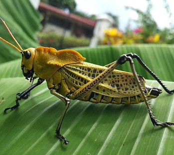 💡 Бизнес идея: 🦗 сверчковая ферма