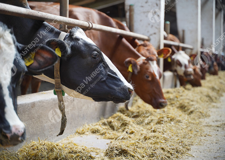 Молочно-мясное хозяйство КРС Фото - 1