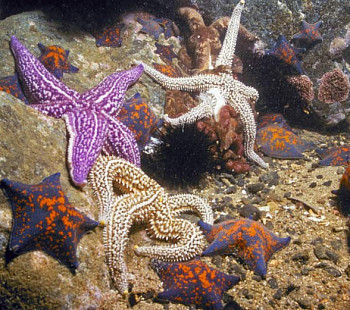 Выставка экзотических морских обитателей 