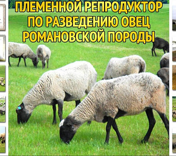 Действующее племенное хозяйство по разведению овец