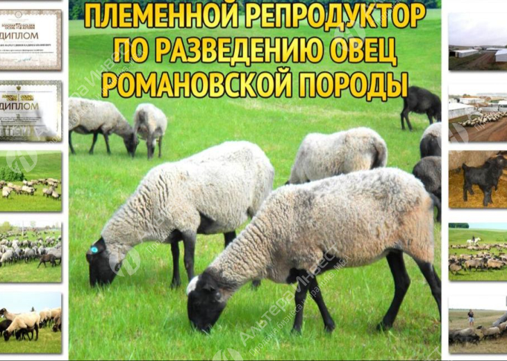 Действующее племенное хозяйство по разведению овец Фото - 1