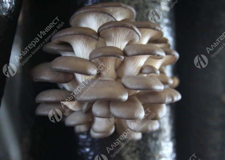 Прибыльный бизнес по выращиванию грибов Фото - 1