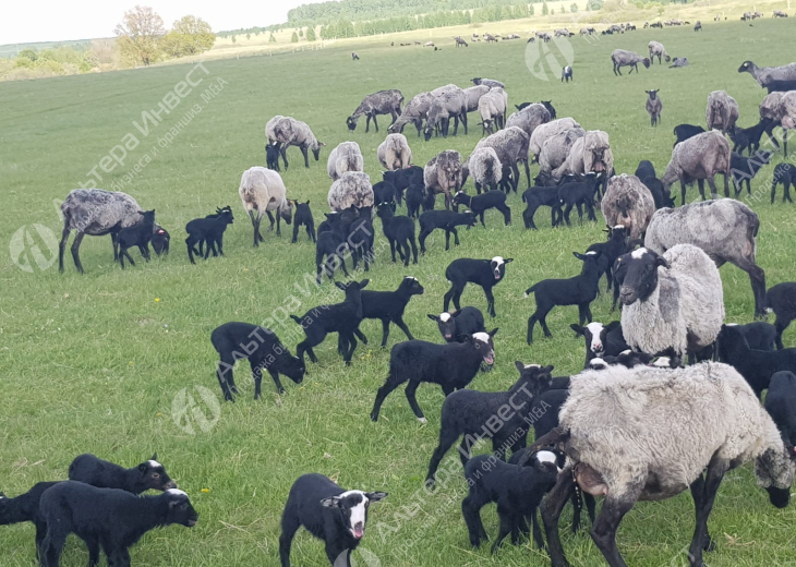 Действующее племенное хозяйство по разведению овец Фото - 2