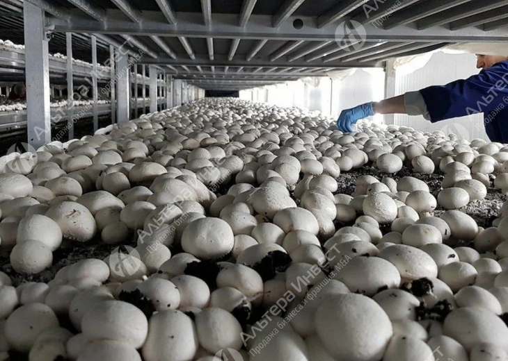 Производство по выращиванию грибов. Фото - 1