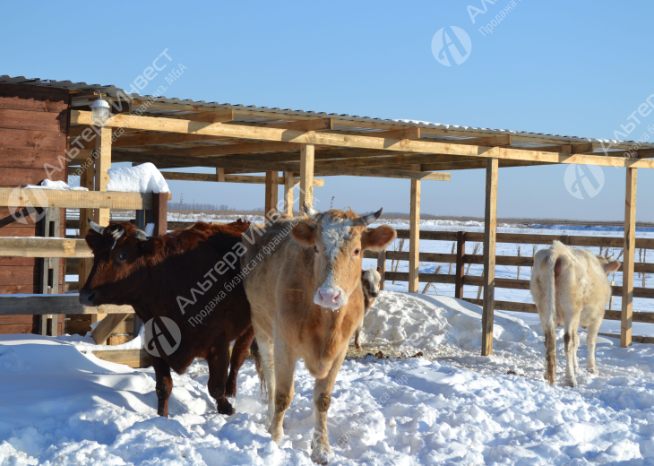 Фермерское хозяйство по выращиванию быков (КРС) Фото - 1