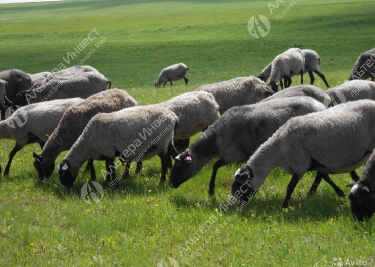 Действующее племенное хозяйство по разведению овец Фото - 3