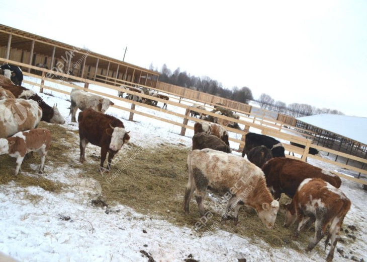Фермерское хозяйство по выращиванию быков (КРС) Фото - 4