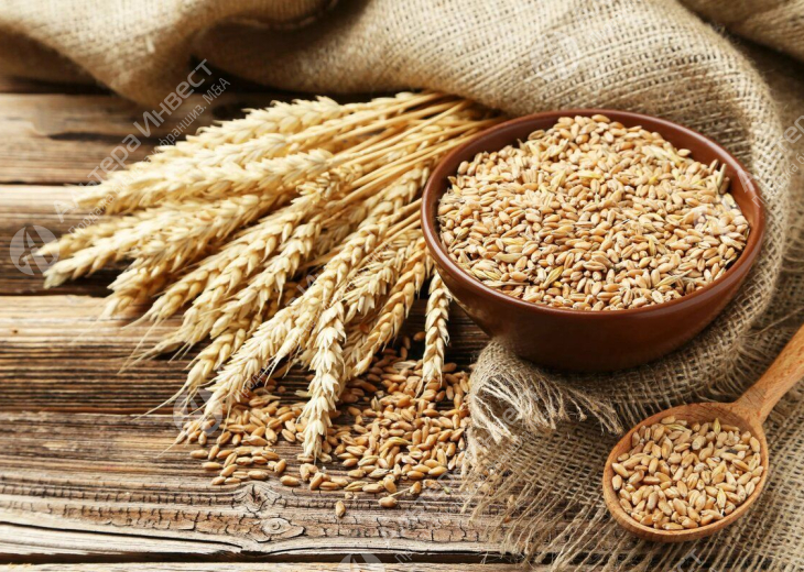 Зерновая компания (экспорт пшеницы), трейдинговая компания, доля 50% Фото - 1