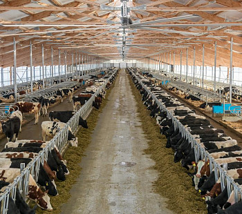 Сельхозпроизводитель молока и мяса 1500 голов КРС