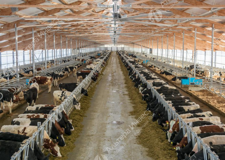 Сельхозпроизводитель молока и мяса 1500 голов КРС Фото - 1