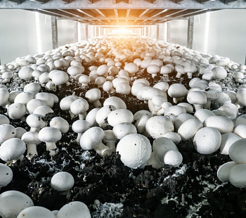 Производство грибов. С производительностью 4,5 тонны в месяц 
