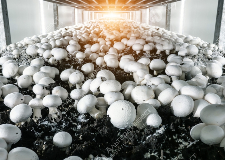 Производство грибов. С производительностью 4,5 тонны в месяц  Фото - 1