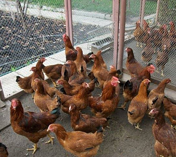 Бизнес идея: Разведение кур, прибыль на натуральном хозяйстве