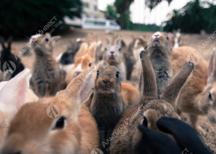 Ферма разведения кроликов по цене активов Фото - 1