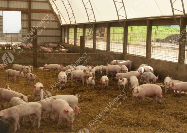 Агропромышленное предприятие(разведение свиней)  Фото - 1
