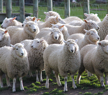 Овцеводческая ферма