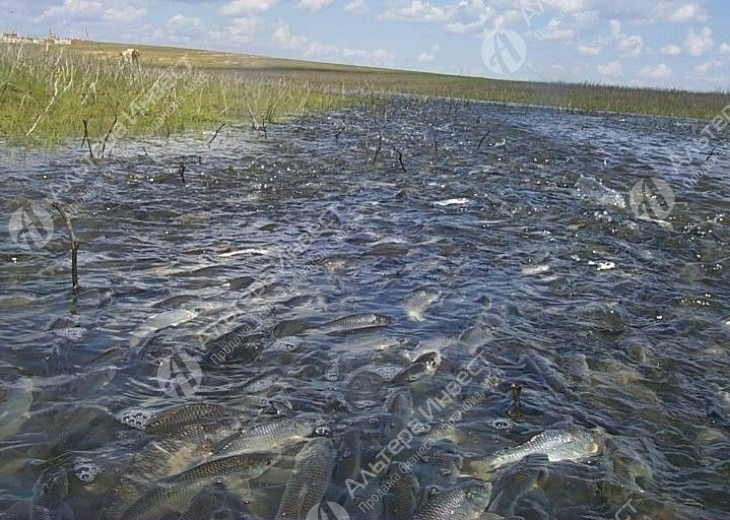 Рыбодобывающее и рыбоперерабатывающее предприятие в России Фото - 4