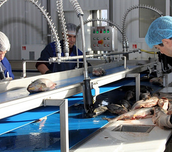 Рыбоперерабатывающее производство