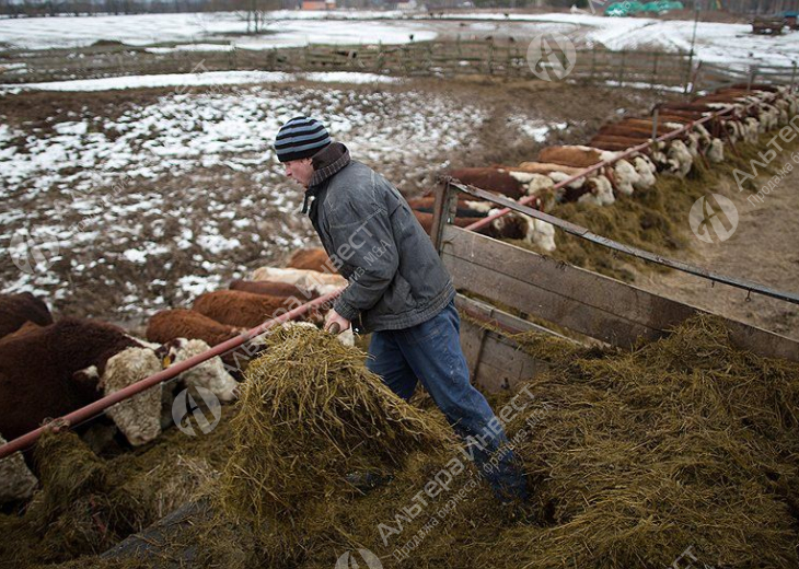 Фермерское хозяйство по выращиванию быков (КРС) Фото - 5