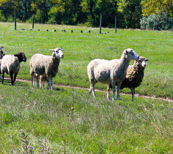 💡 Бизнес-идея: Овцеводство: прибыльный бизнес в селе для начинающего фермера