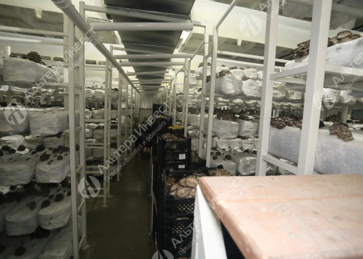 Предприятие по производству грибов Вешанка Фото - 1