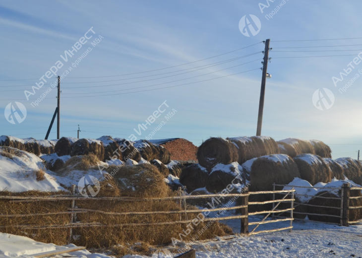 Фермерское хозяйство по выращиванию быков (КРС) Фото - 3
