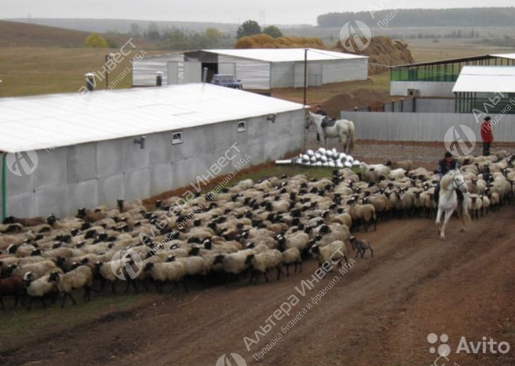 Действующее племенное хозяйство по разведению овец Фото - 4
