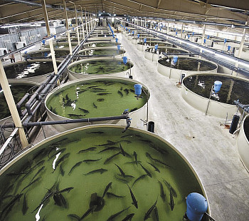 Рыбоводный завод